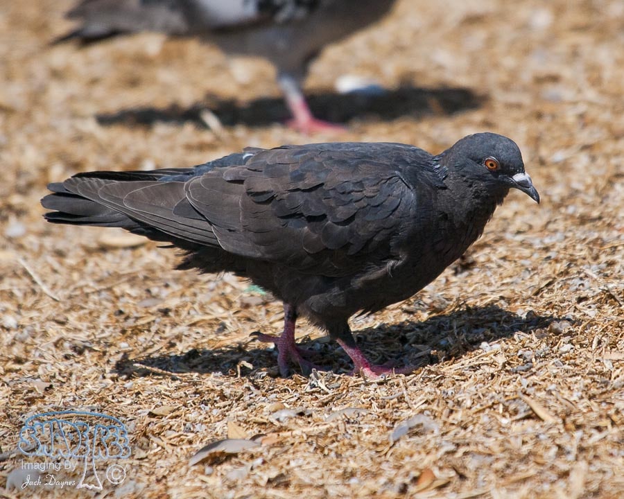 Rock Pigeon - Columba livia