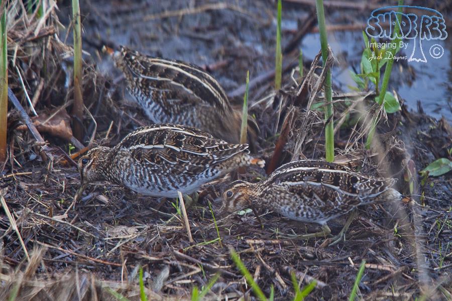 Wilson's Snipe - Gallinago delicata