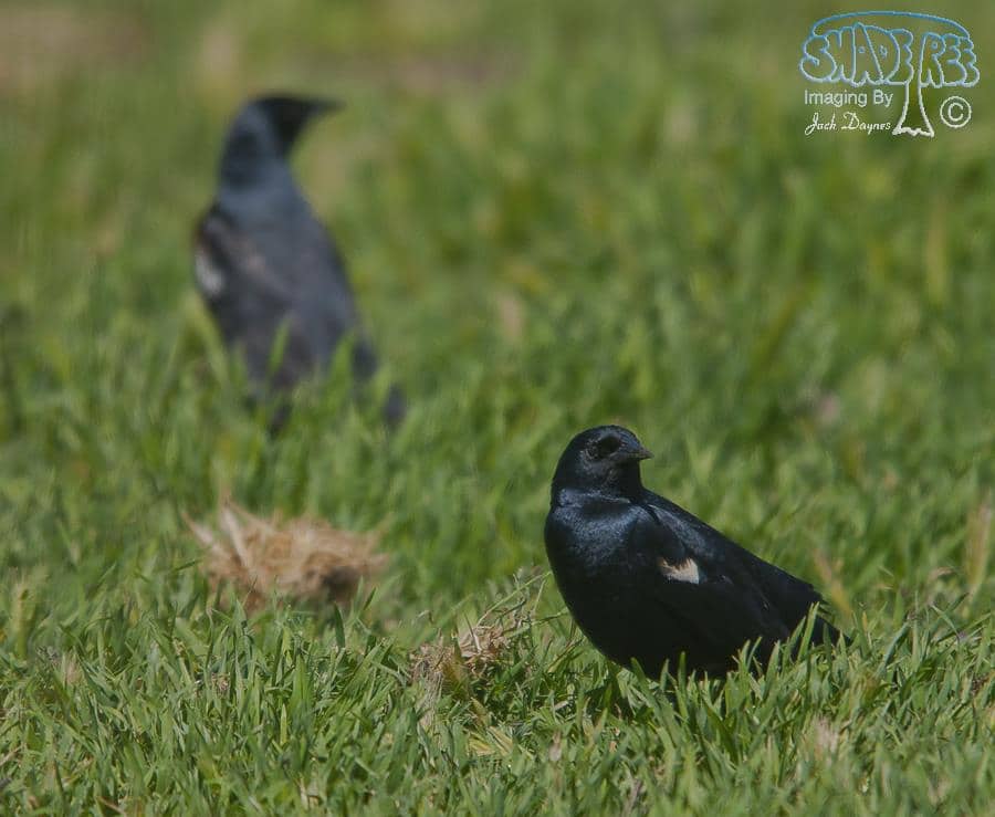 Tricolored Blackbird - Agelaius tricolor