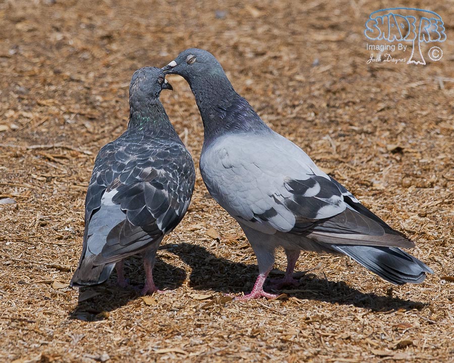 Rock Pigeon - Columba livia
