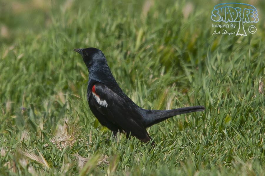 Tricolored Blackbird - Agelaius tricolor