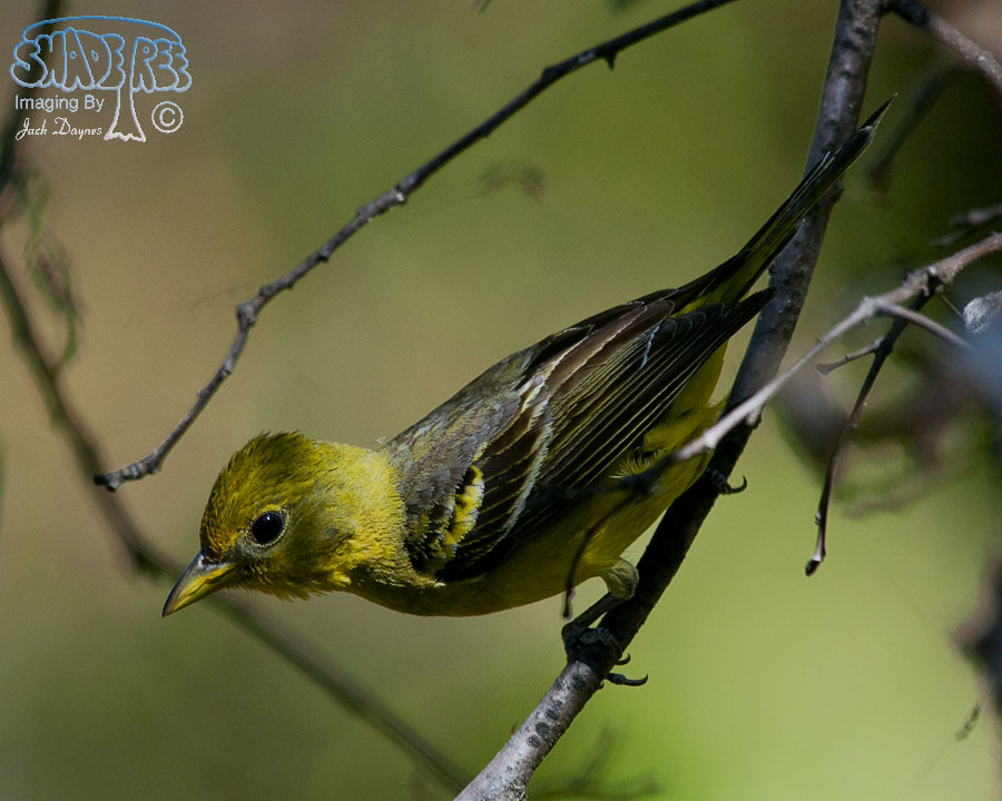Western Tanager - Piranga ludoviciana