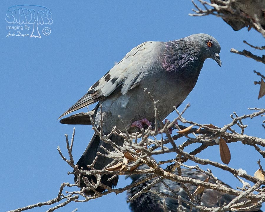 Rock Pigeon - Columba livia