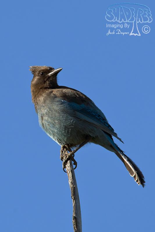 Steller's Jay - Cyanocitta stelleri stelleri