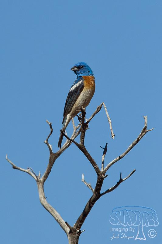 Lazuli Bunting - Passerina amoena