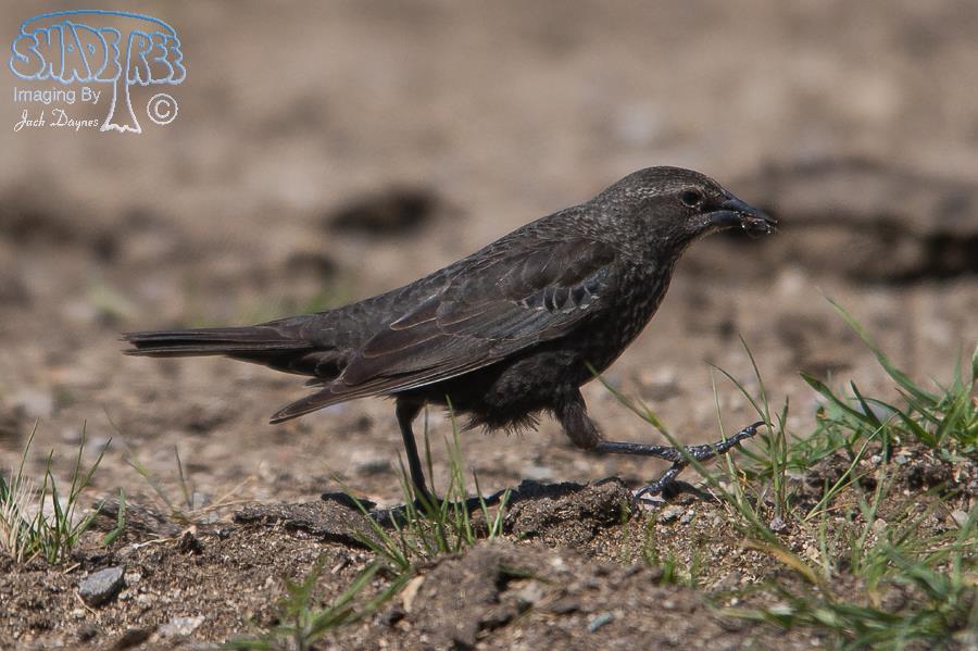 Tricolored Blackbird - Agelaius tricolor