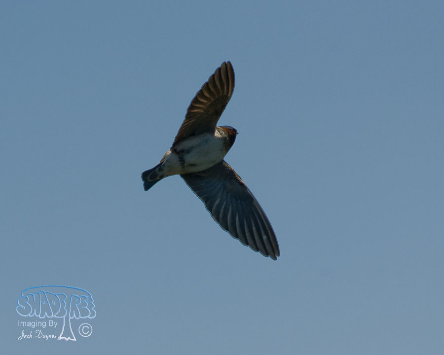 Cliff Swallow - Petrochelidon pyrrhonota