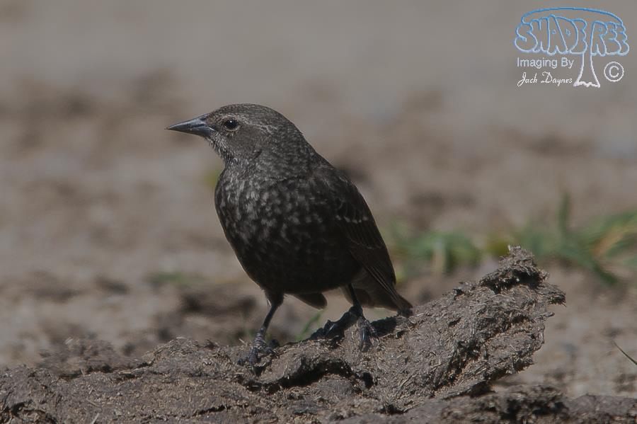 Tricolored Blackbird - Agelaius tricolor