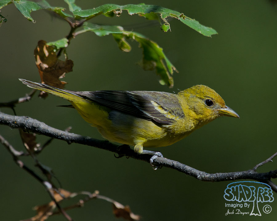 Western Tanager - Piranga ludoviciana