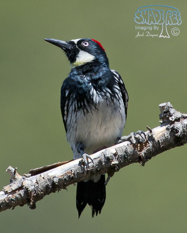 Acorn Woodpecker - Melanerpes formicivorus