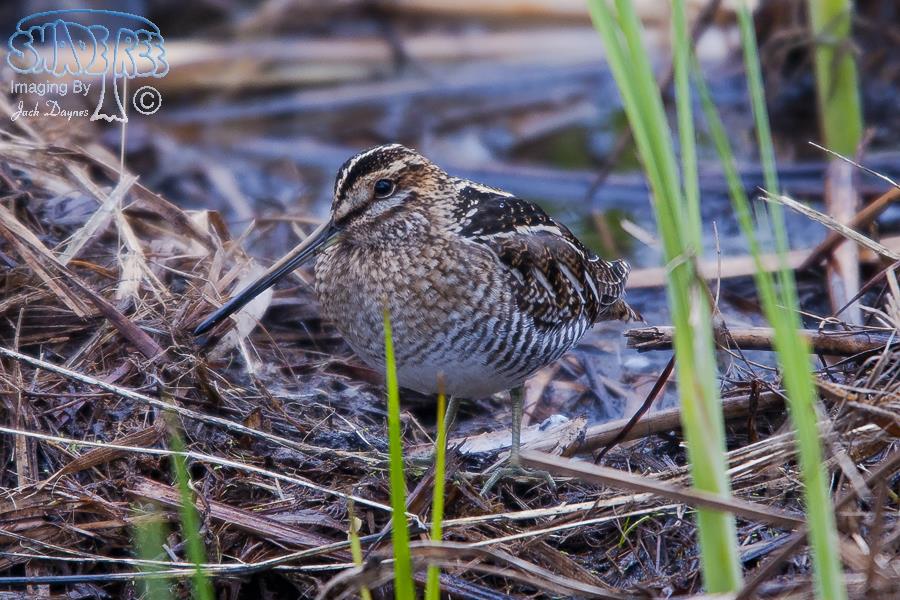 Wilson's Snipe - Gallinago delicata