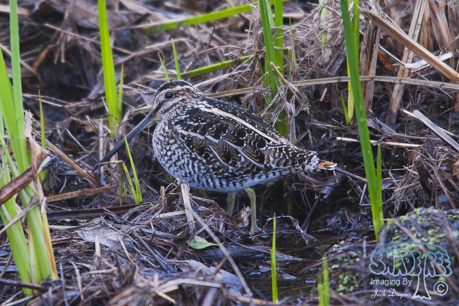 Wilson's Snipe - Gallinago delicata