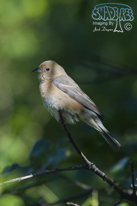 Lazuli Bunting - Passerina amoena