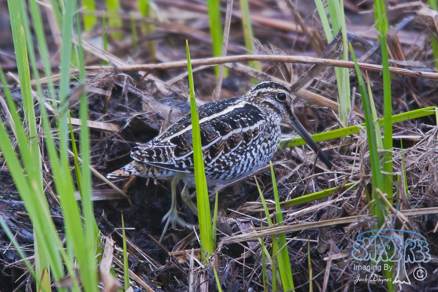 Wilson's Snipe - Gallinago delicata