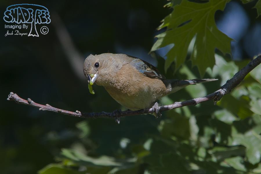 Lazuli Bunting - Passerina amoena