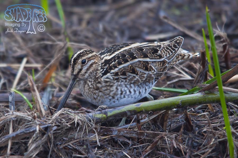 Wilson's Snipe - Gallinago delicata
