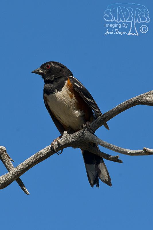 Spotted Towhee - Pipilo maculatus