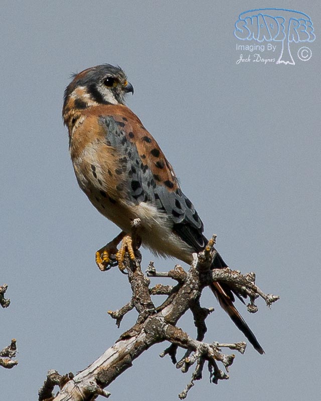 American Kestrel - Falco sparverius