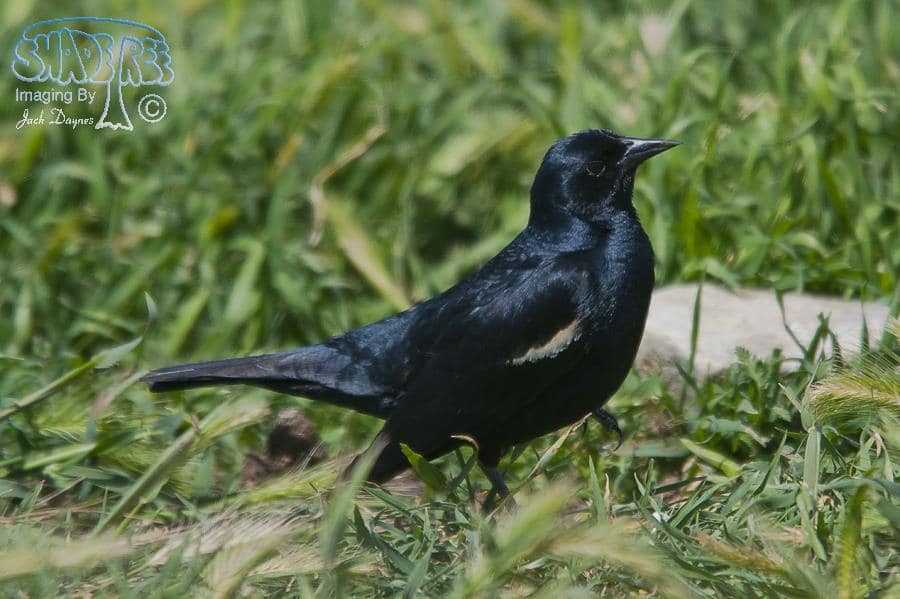 Tricolored Blackbird - Agelaius tricolor