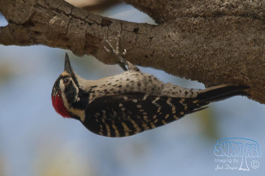Nuttall's Woodpecker - Picoides nuttallii
