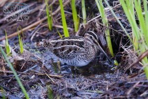 2012-12-14 Poway Snipe Hunt