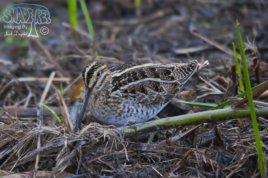 Wilson's Snipe - Gallinago delicata