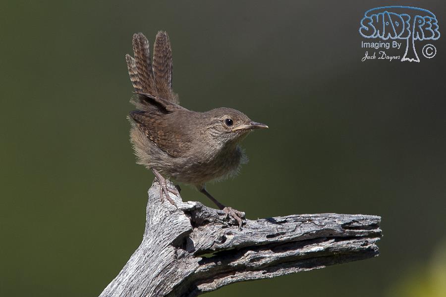 House Wren - Troglodytes aedon