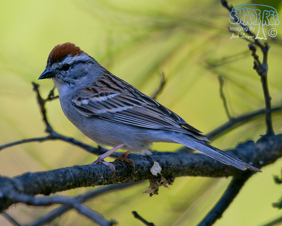 Chipping Sparrow - Spizella passerina