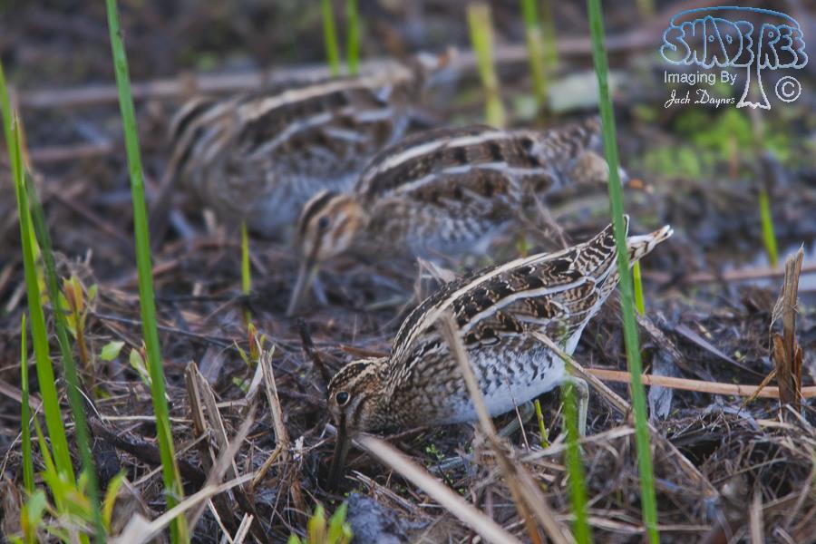 Wilson's Snipe - Gallinago delicata