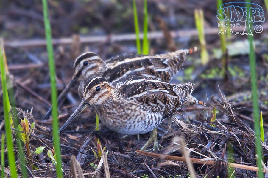 Wilson's Snipe - Gallinago delicata