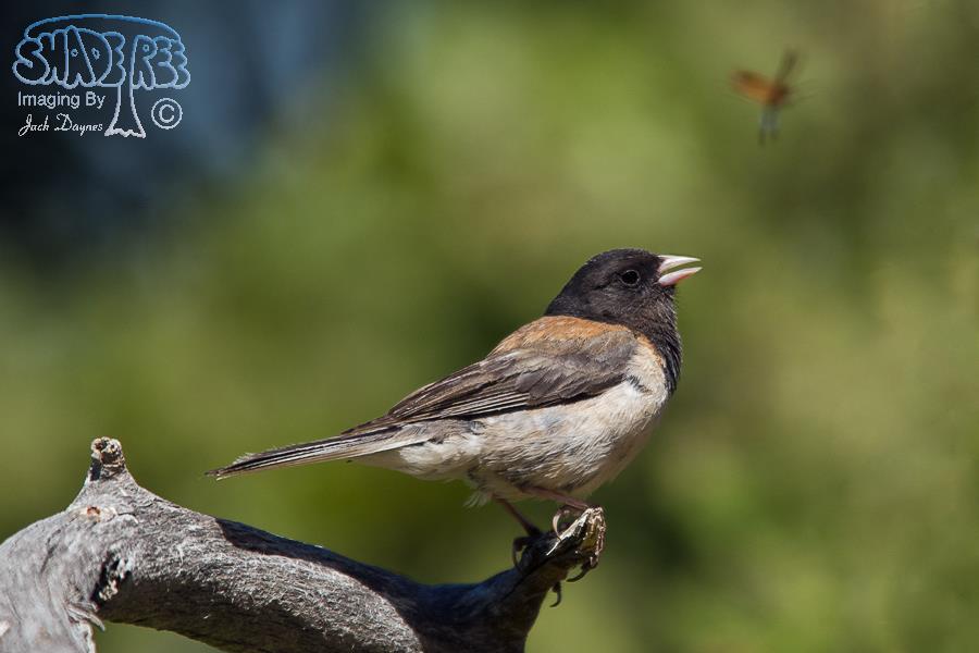 Dark-Eyed Junco - Junco hyemalis
