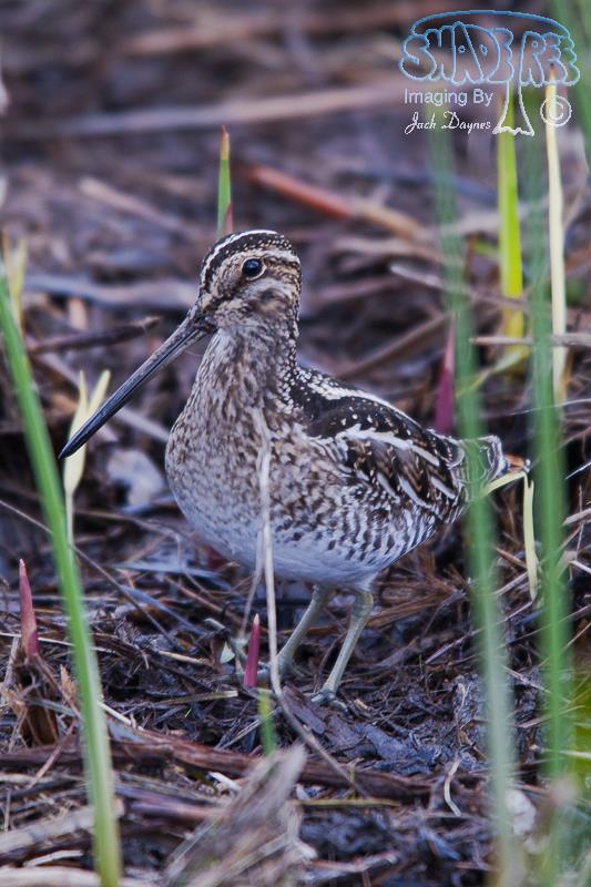 Wilson's Snipe - Gallinago delicata