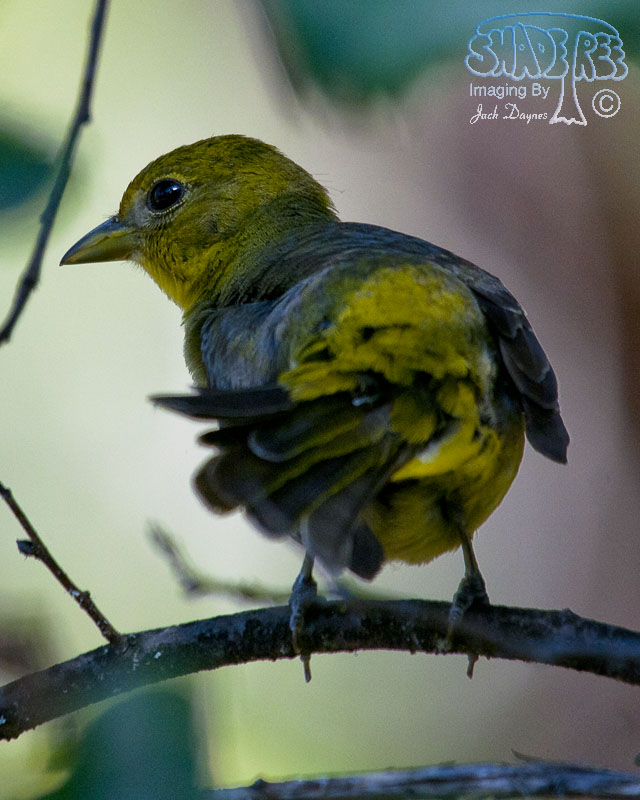 Western Tanager - Piranga ludoviciana