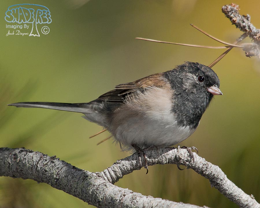 Dark-Eyed Junco - Junco hyemalis
