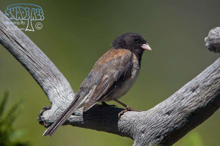 Dark-Eyed Junco - Junco hyemalis