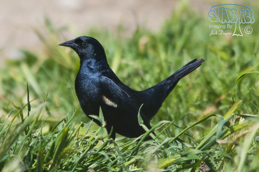 Tricolored Blackbird - Agelaius tricolor