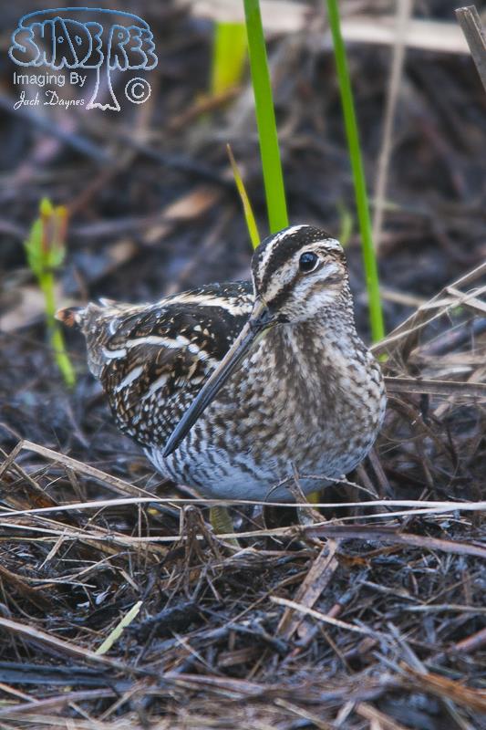 Wilson's Snipe - Gallinago delicata