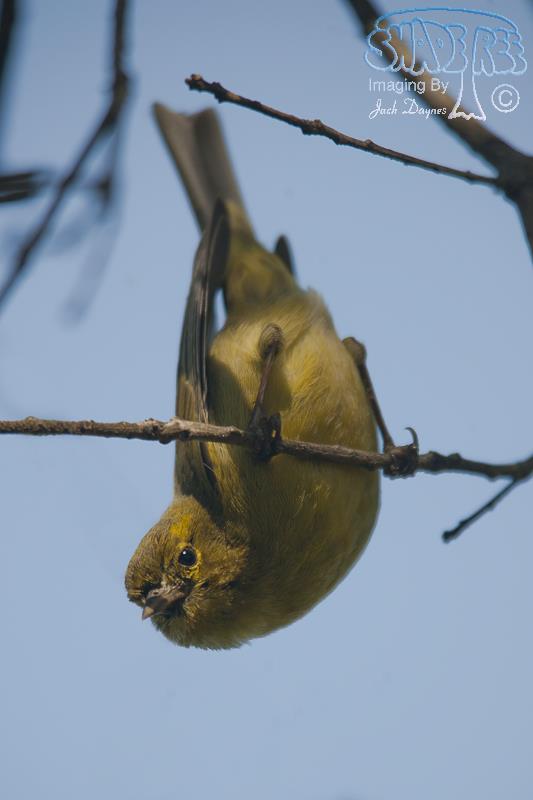 Orange-Crowned Warbler - Oreothlypis celata