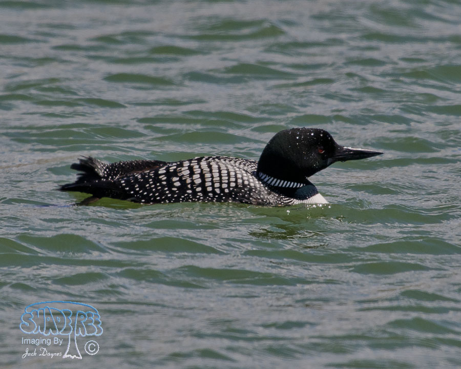 Common Loon - Gavia immer
