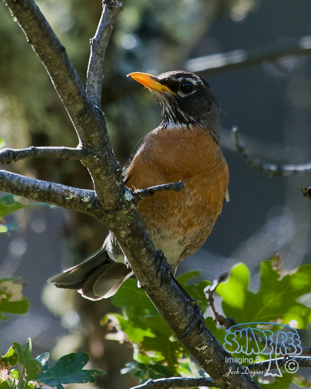 American Robin - Turdus migratorius