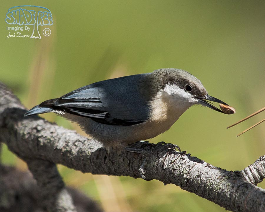Pygmy Nuthatch - Sitta pygmaea