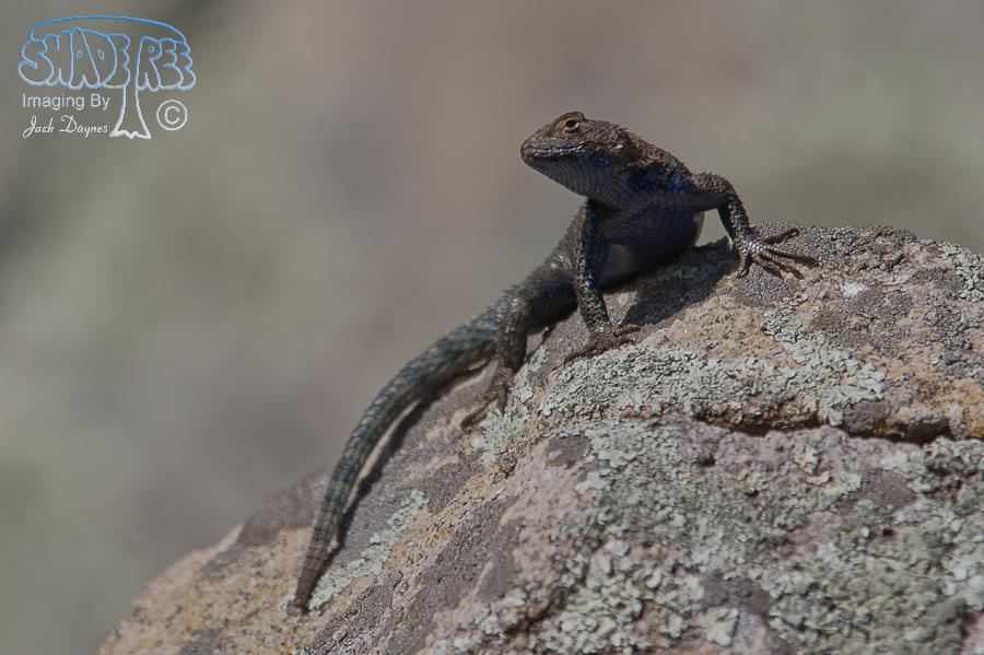 Granite Spiny Lizard - Sceloporus orcutti