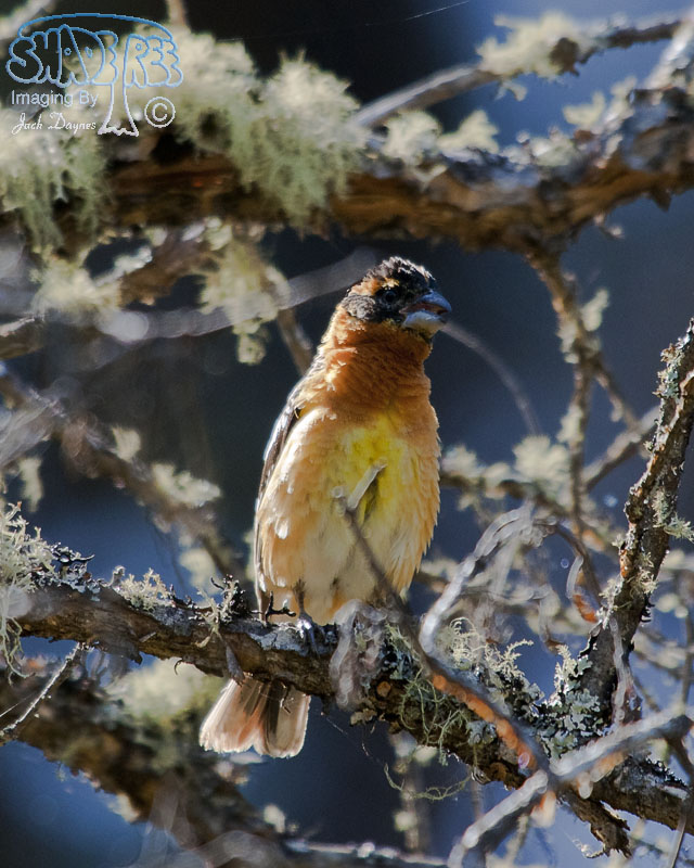 Black-Headed Grosbeak - Pheucticus melanocephalus