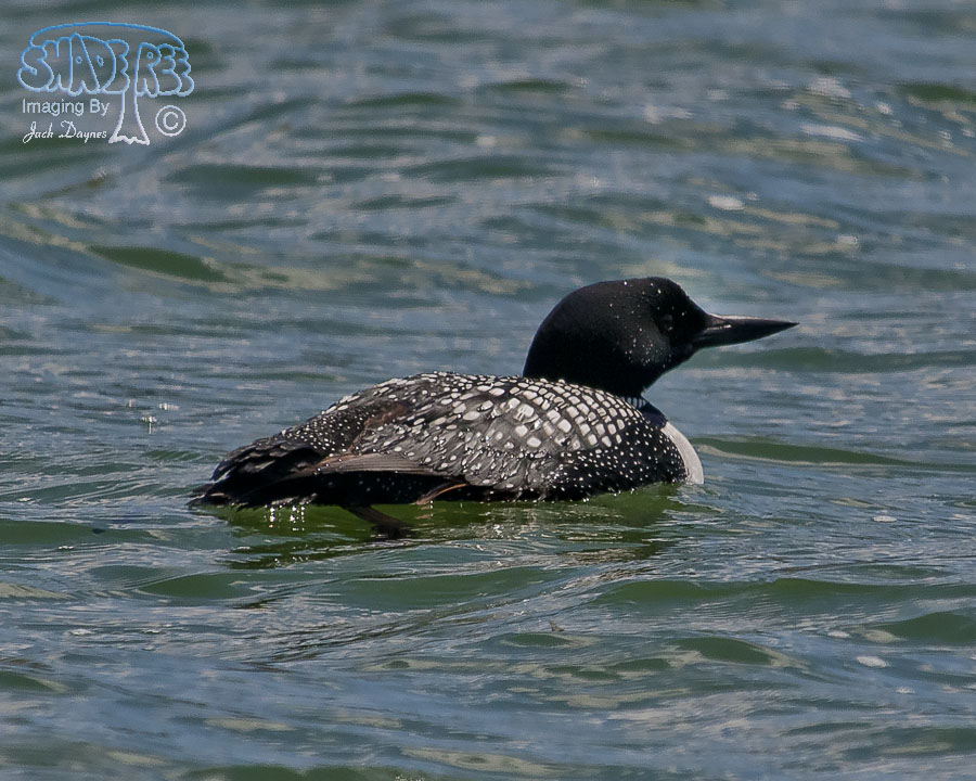 Common Loon - Gavia immer
