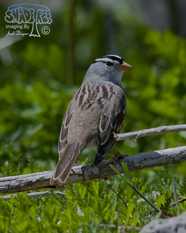 White-Crowned Sparrow - Zonotrichia leucophrys