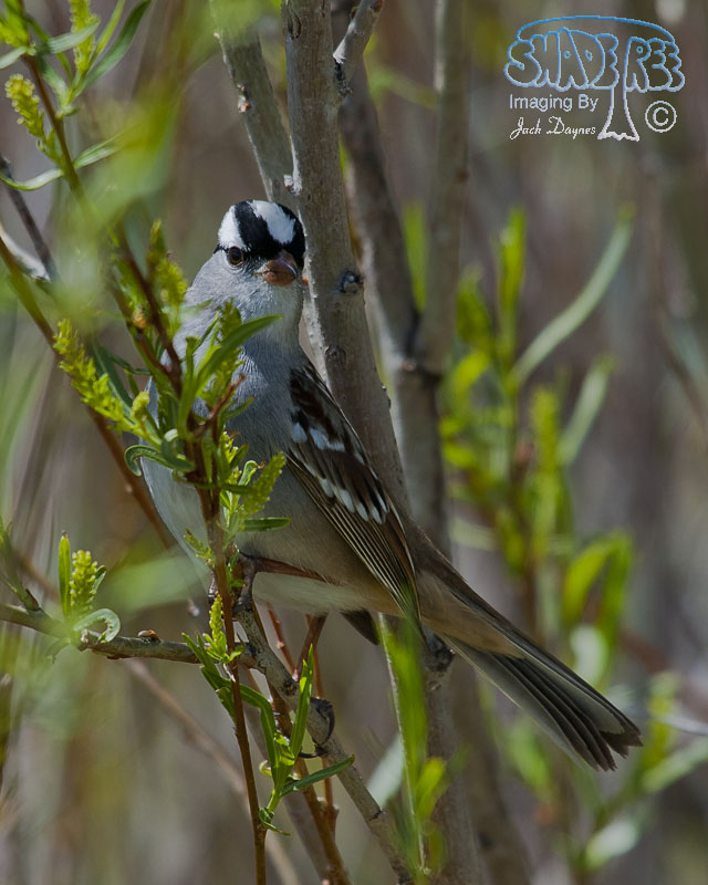 White-Crowned Sparrow - Zonotrichia leucophrys