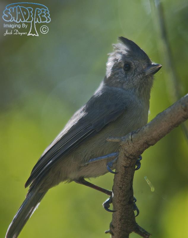 Oak Titmouse - Baeolophus inornatus