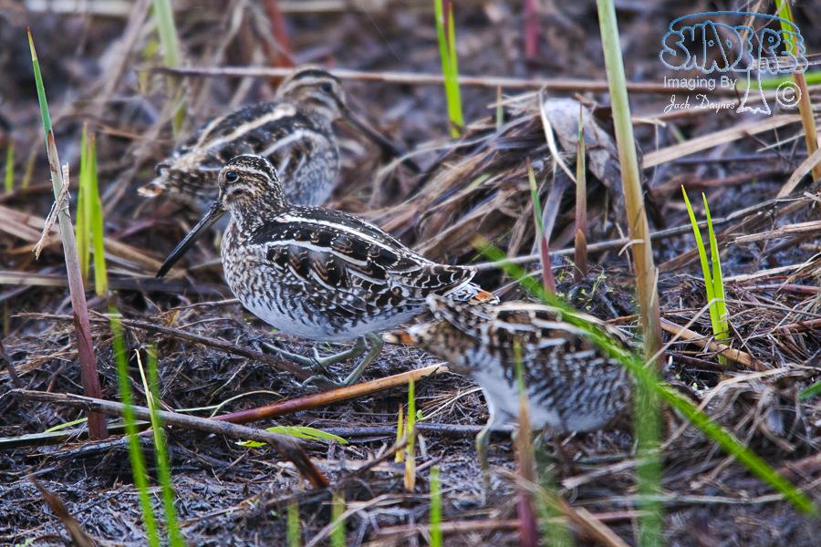Wilson's Snipe - Gallinago delicata