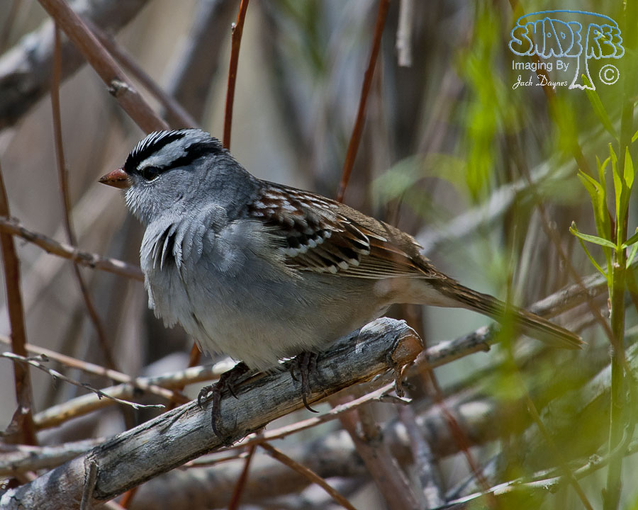 White-Crowned Sparrow - Zonotrichia leucophrys