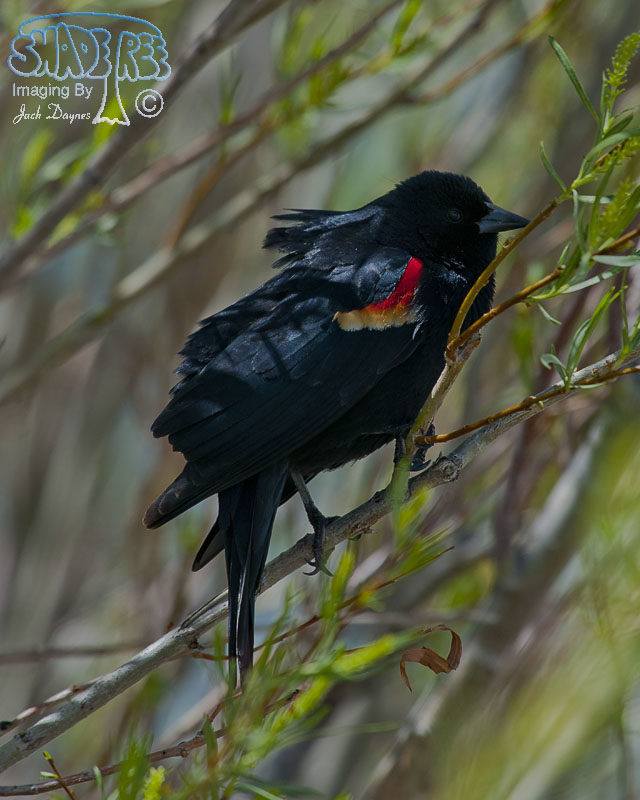 Red-Winged Blackbird - Agelaius phoeniceus
